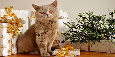 Dárky pro milovníky koček – 12 tipů na dárky s kočkou