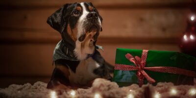 Dárky pro pejskaře – 15 tipů na dárky pro milovníky psů